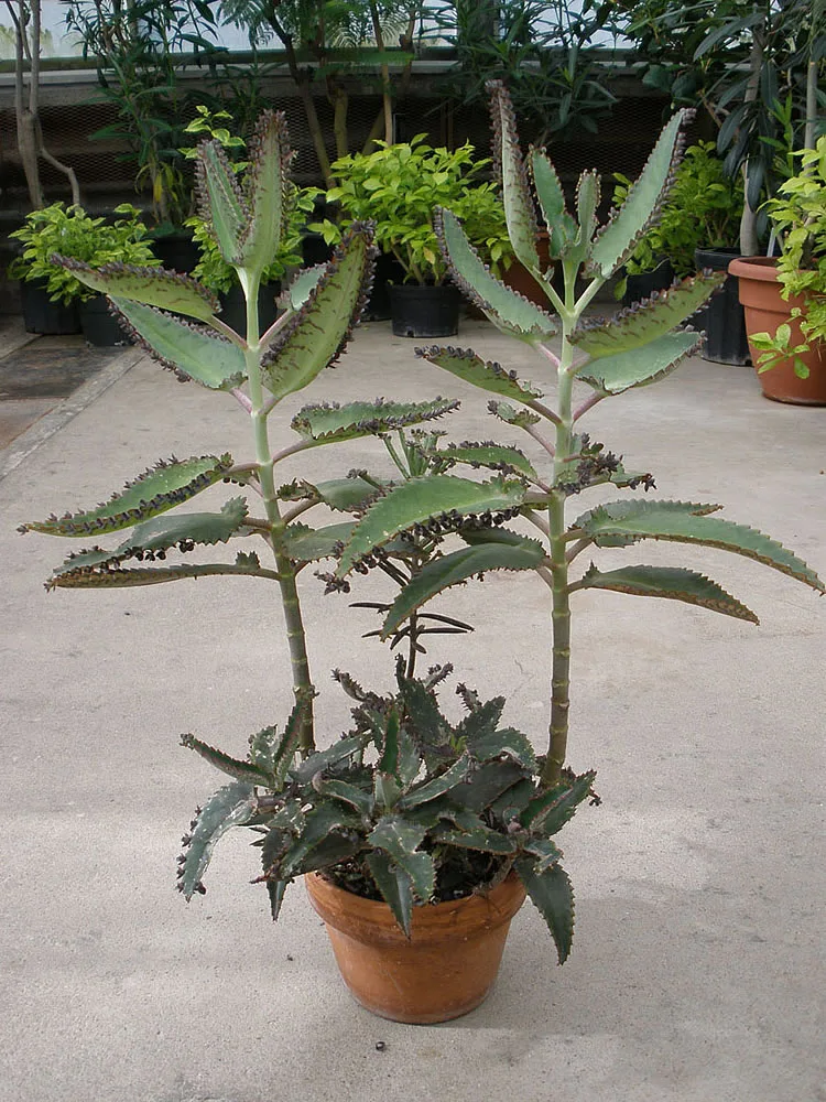 mother of millions care