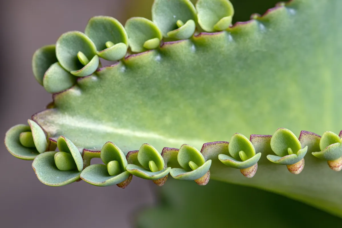 mother of thousands care