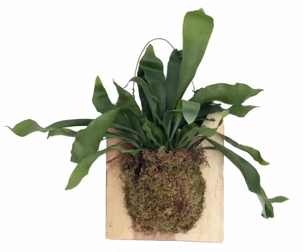 mounting staghorn fern