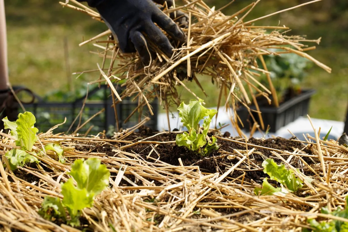 mulching vegetable garden