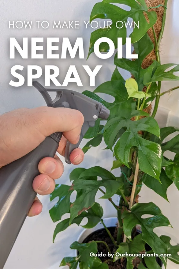 natural pest control for houseplants