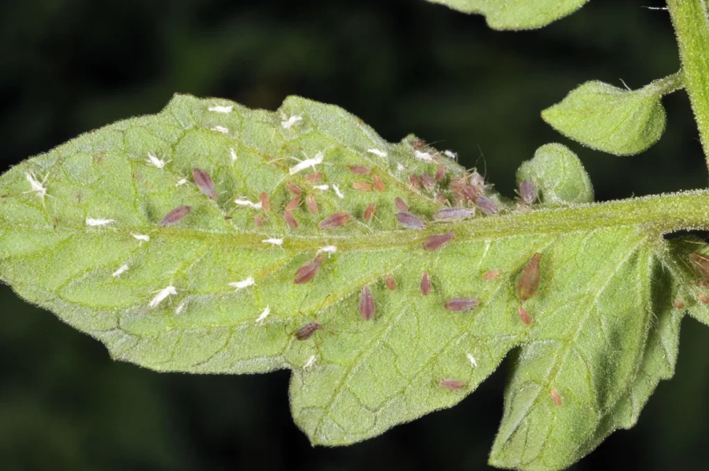 natural pest control remedies garden
