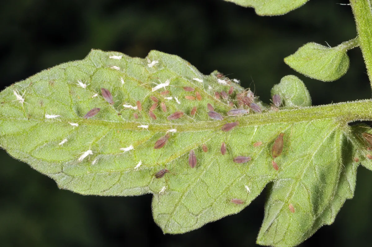 natural pest control remedies garden