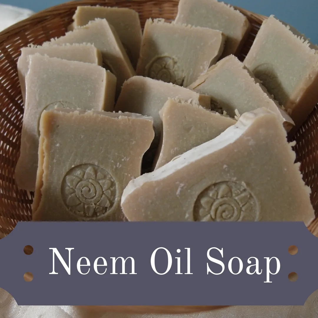 neem oil dilution emulsification