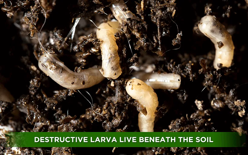 nematodes as organic pest control