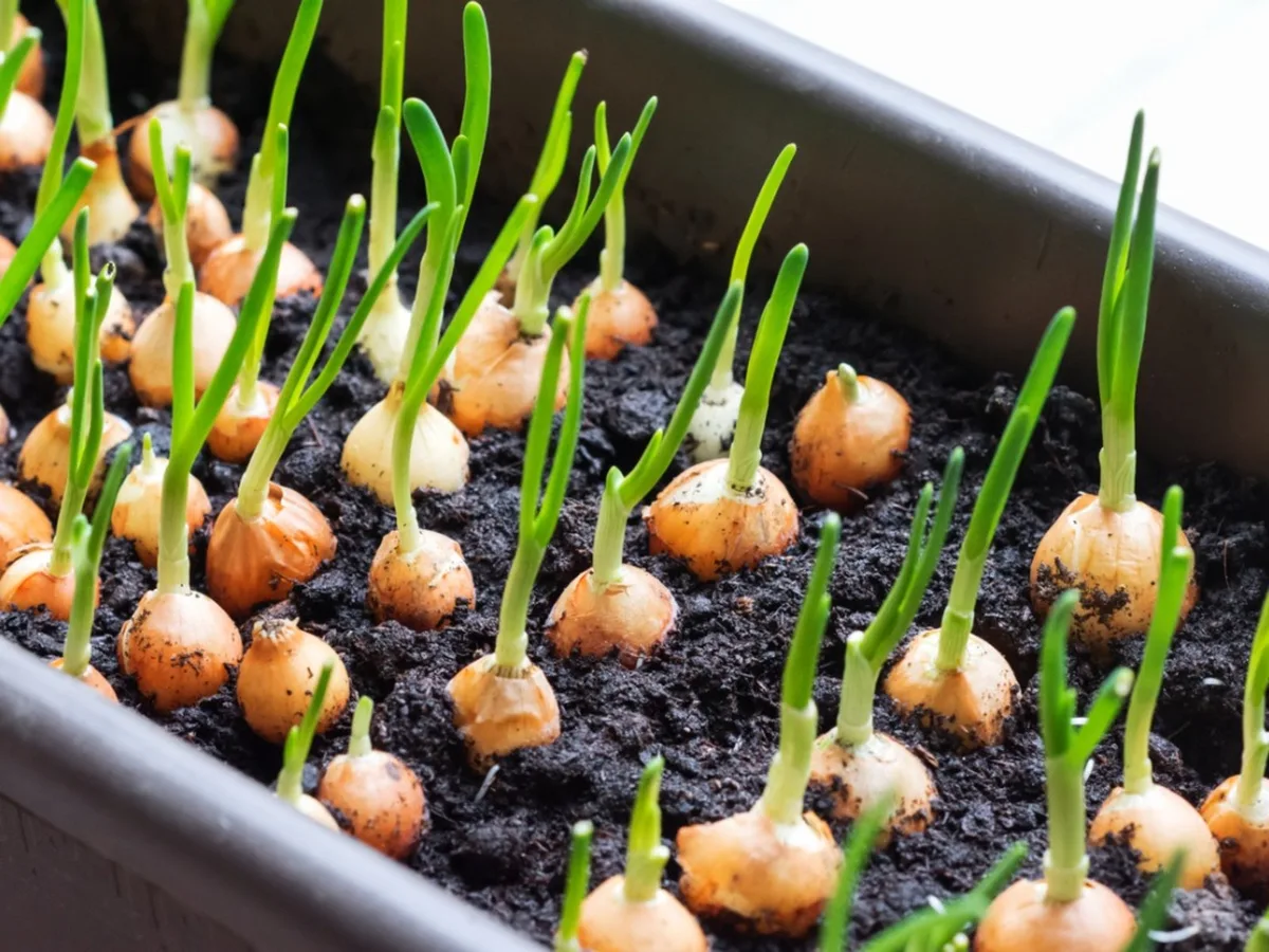 onion seedling thinning