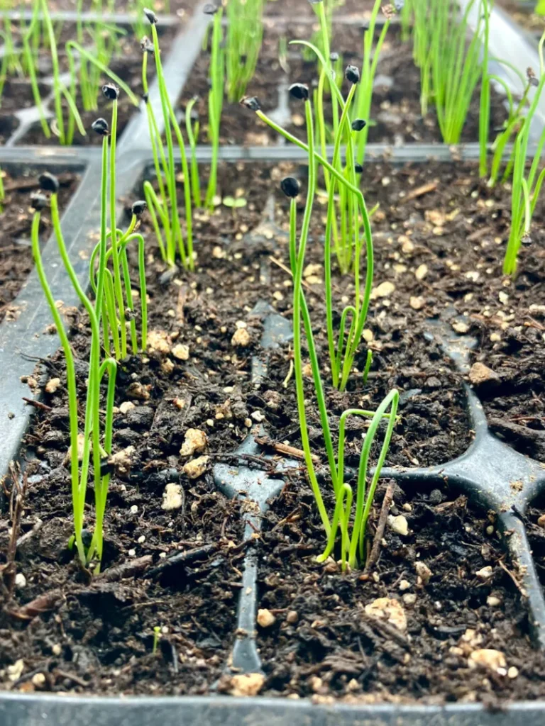 onions from seed