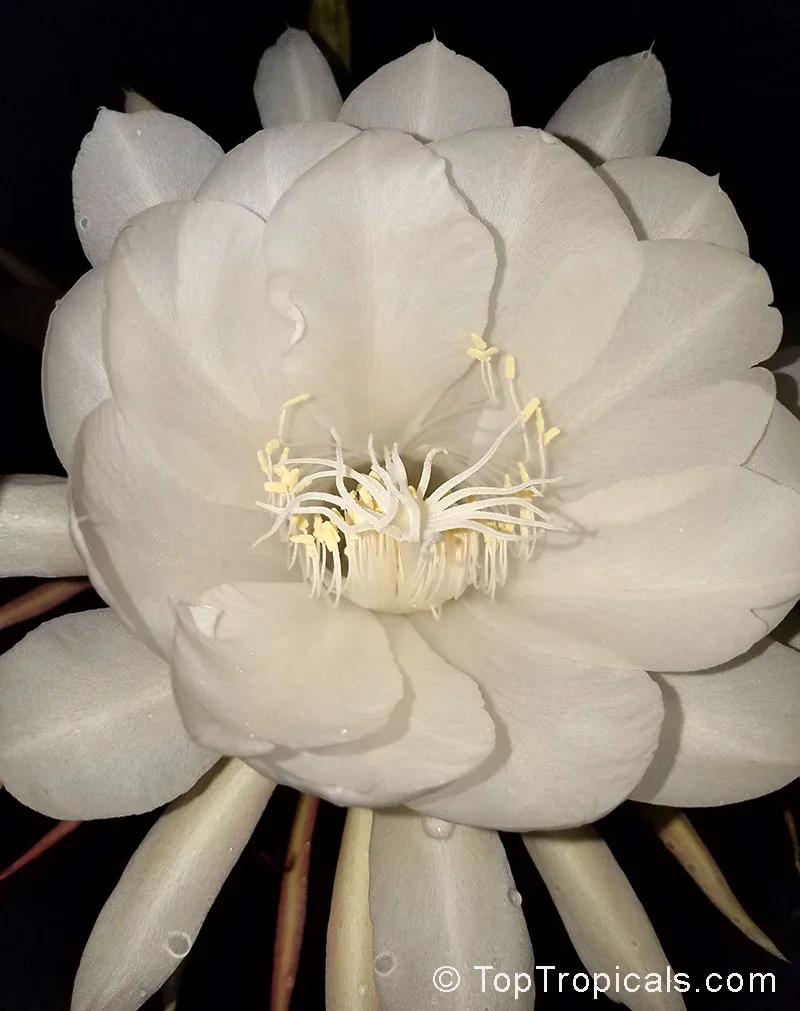 orchid cactus care