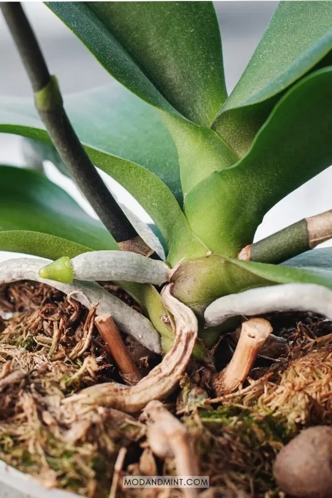 orchid plant care
