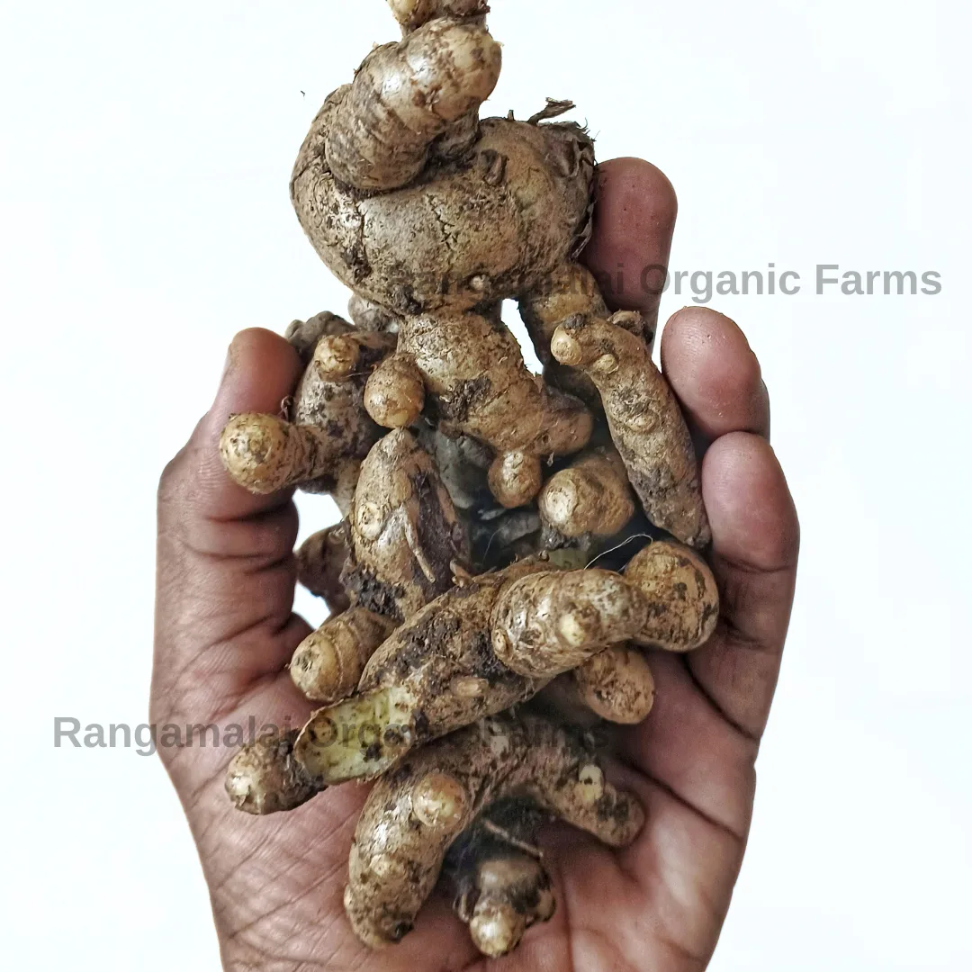 organic seed ginger