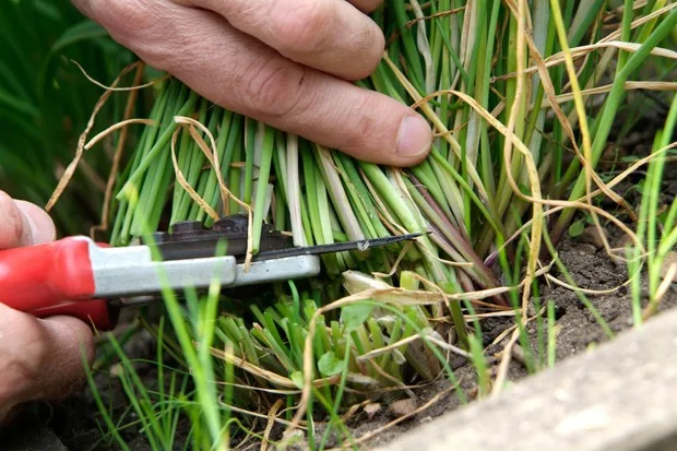 overpruned chives mistake
