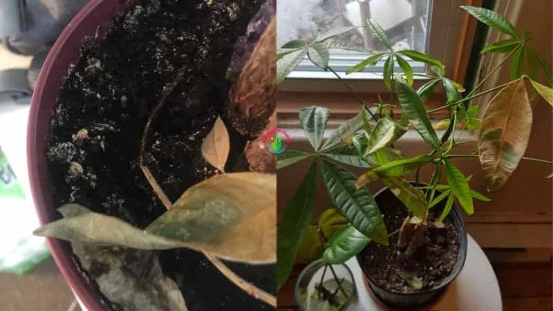 overwatered money tree