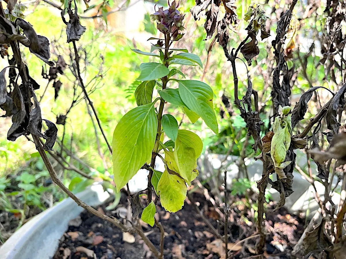 overwatering