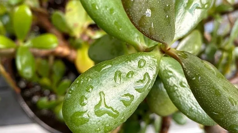 overwatering signs