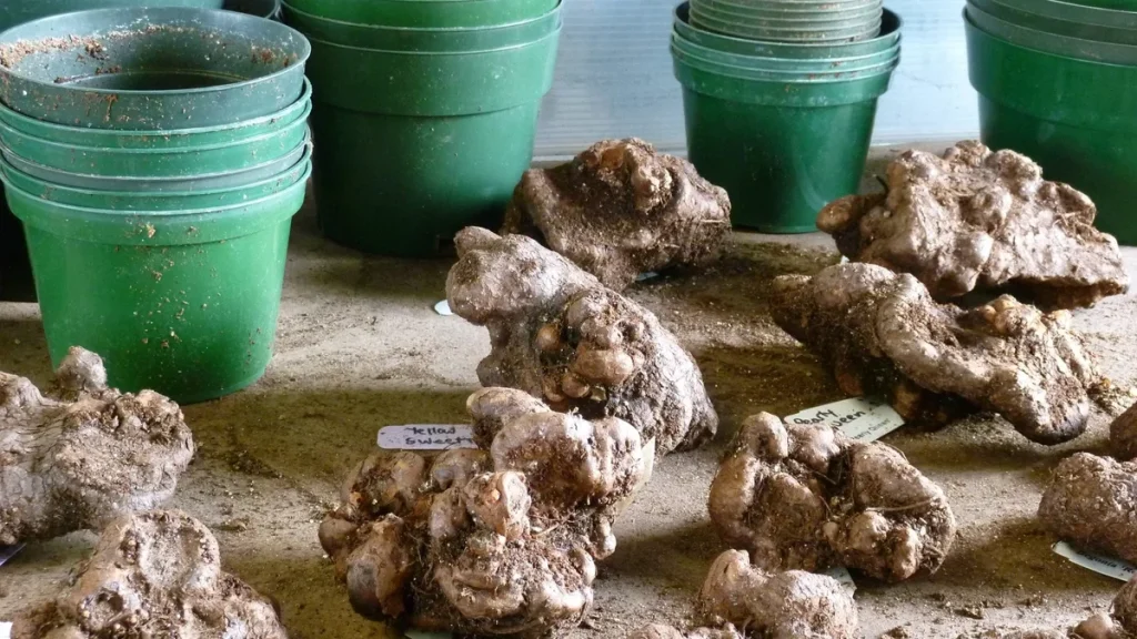 overwintering begonias