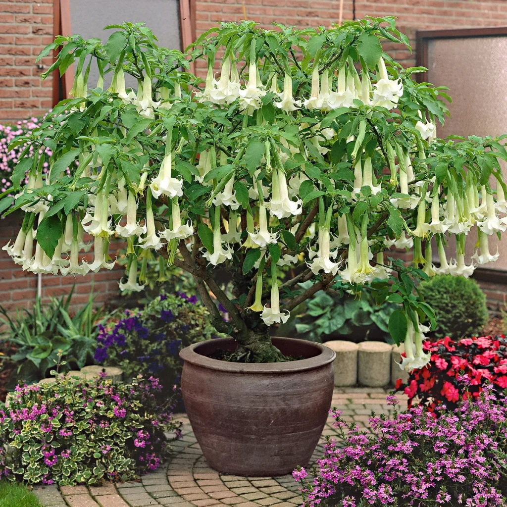 overwintering brugmansia