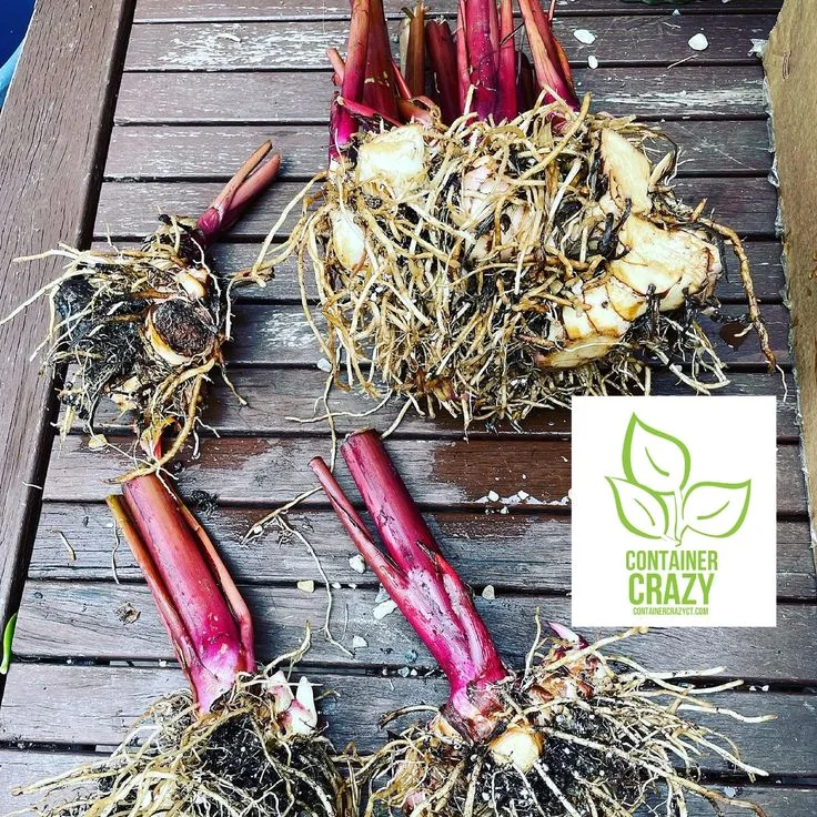 overwintering canna lilies