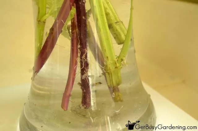 overwintering coleus cuttings