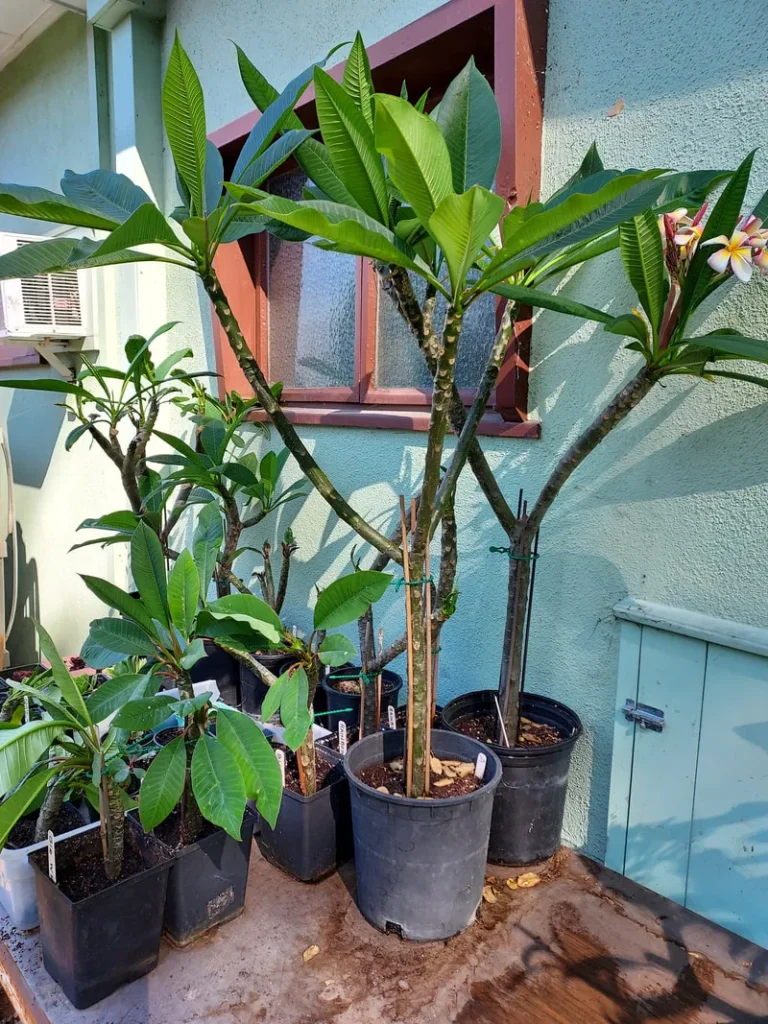 overwintering plumeria