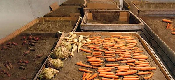 overwintering radish roots