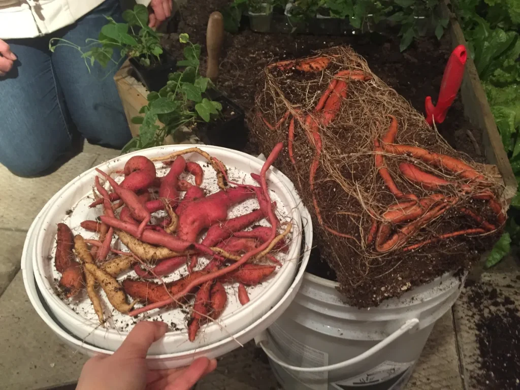 overwintering sweet potato vine