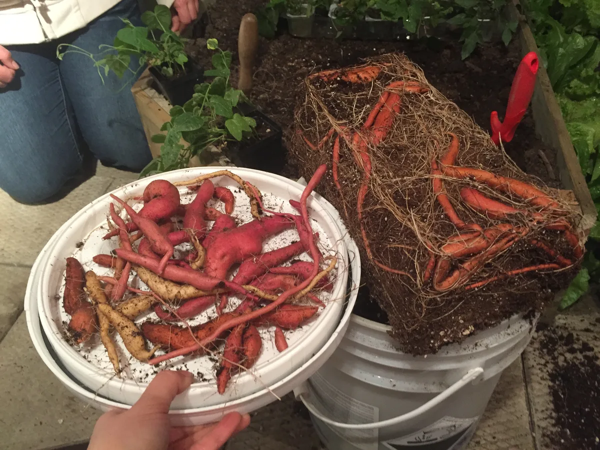 overwintering sweet potato vine