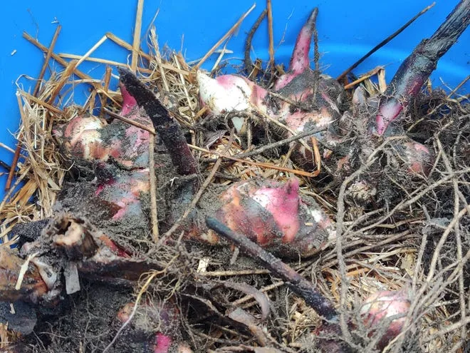 overwintering tender bulbs