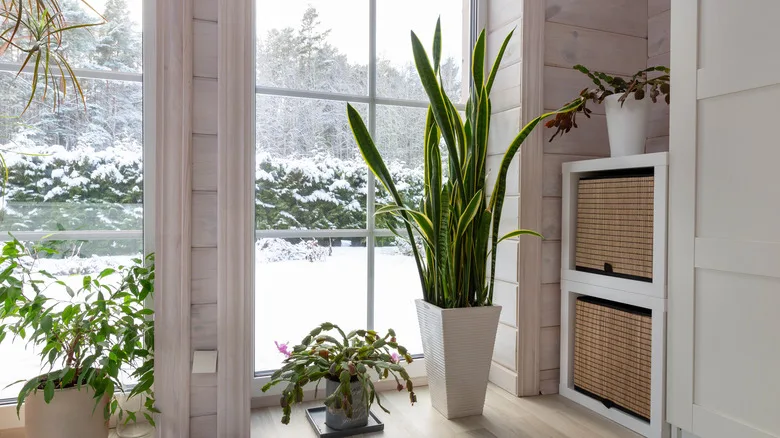 overwintering tropical plants