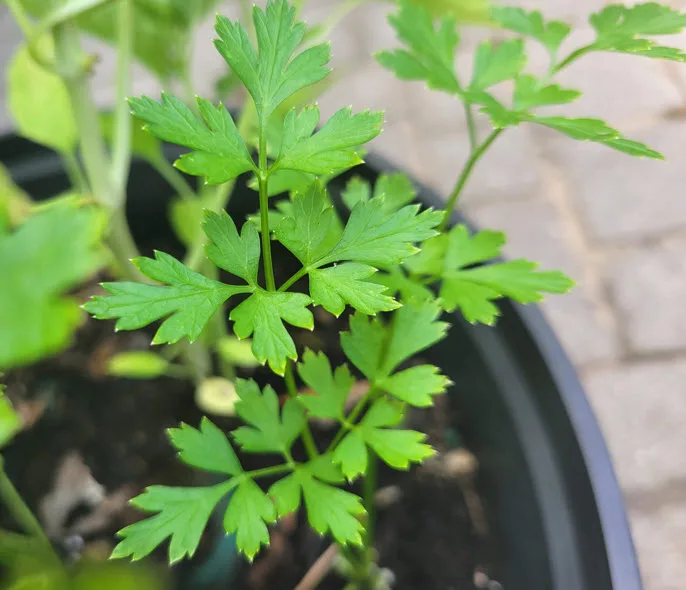 parsley bolting