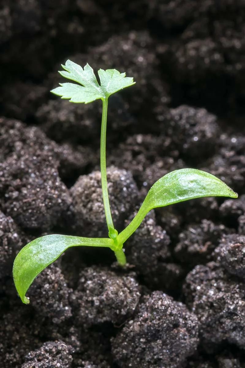 parsley seedling