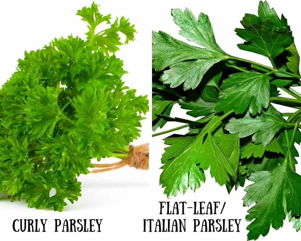 parsley varieties