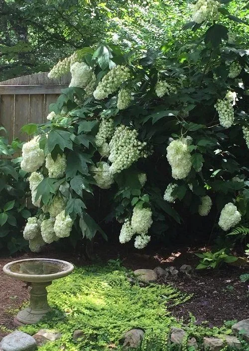 partial shade shrubs