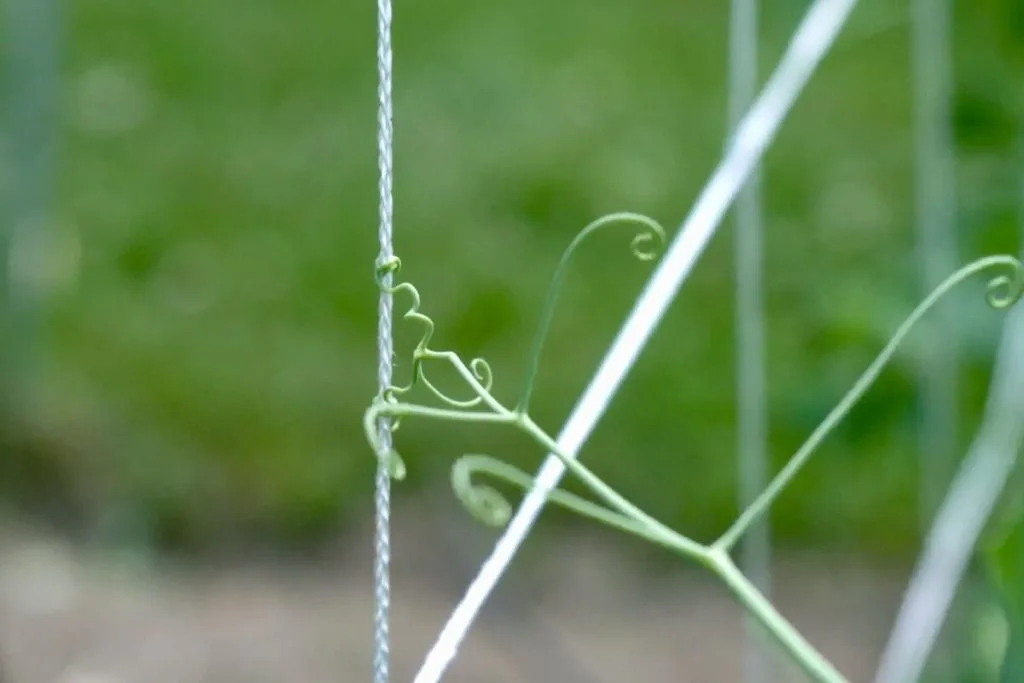 pea tendril