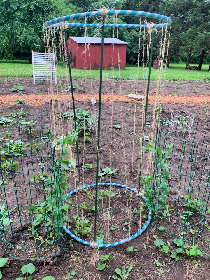 pea trellis