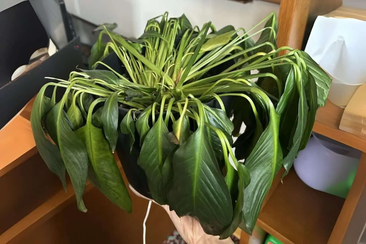 peace lily drooping
