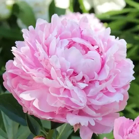 peonies care