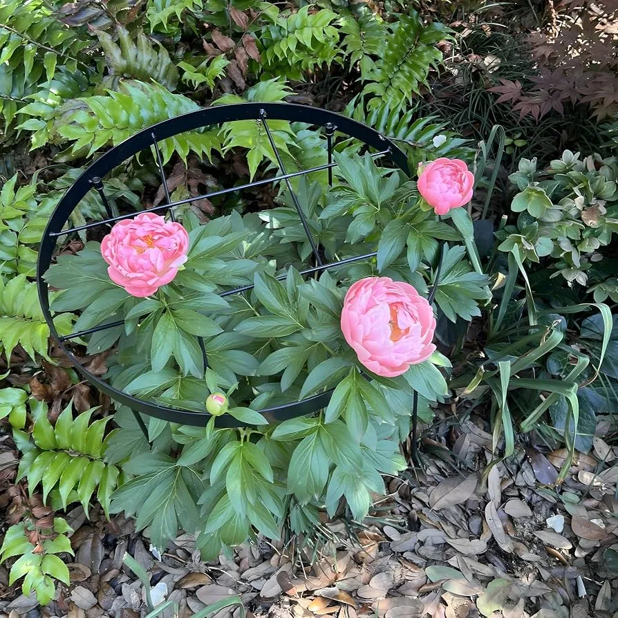 peony supports and growing tips