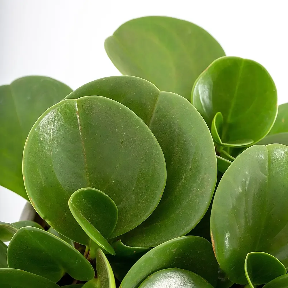 peperomia care
