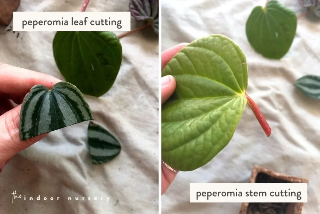 peperomia node