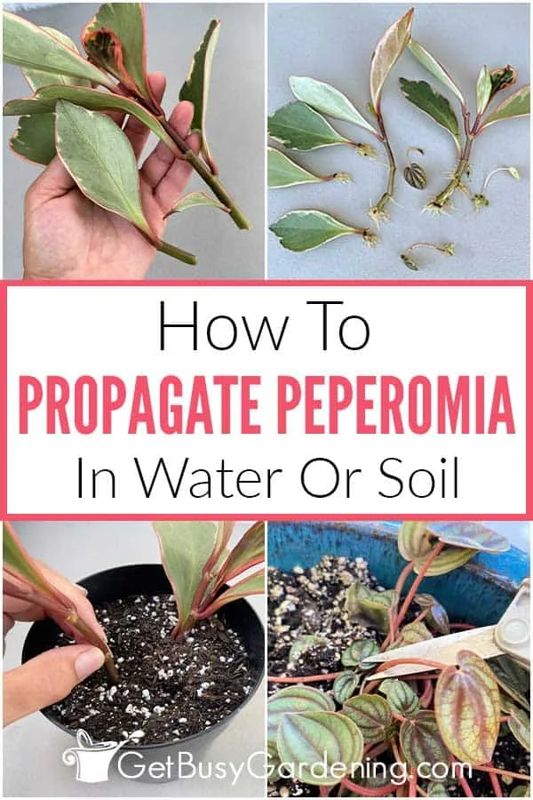 peperomia water propagation