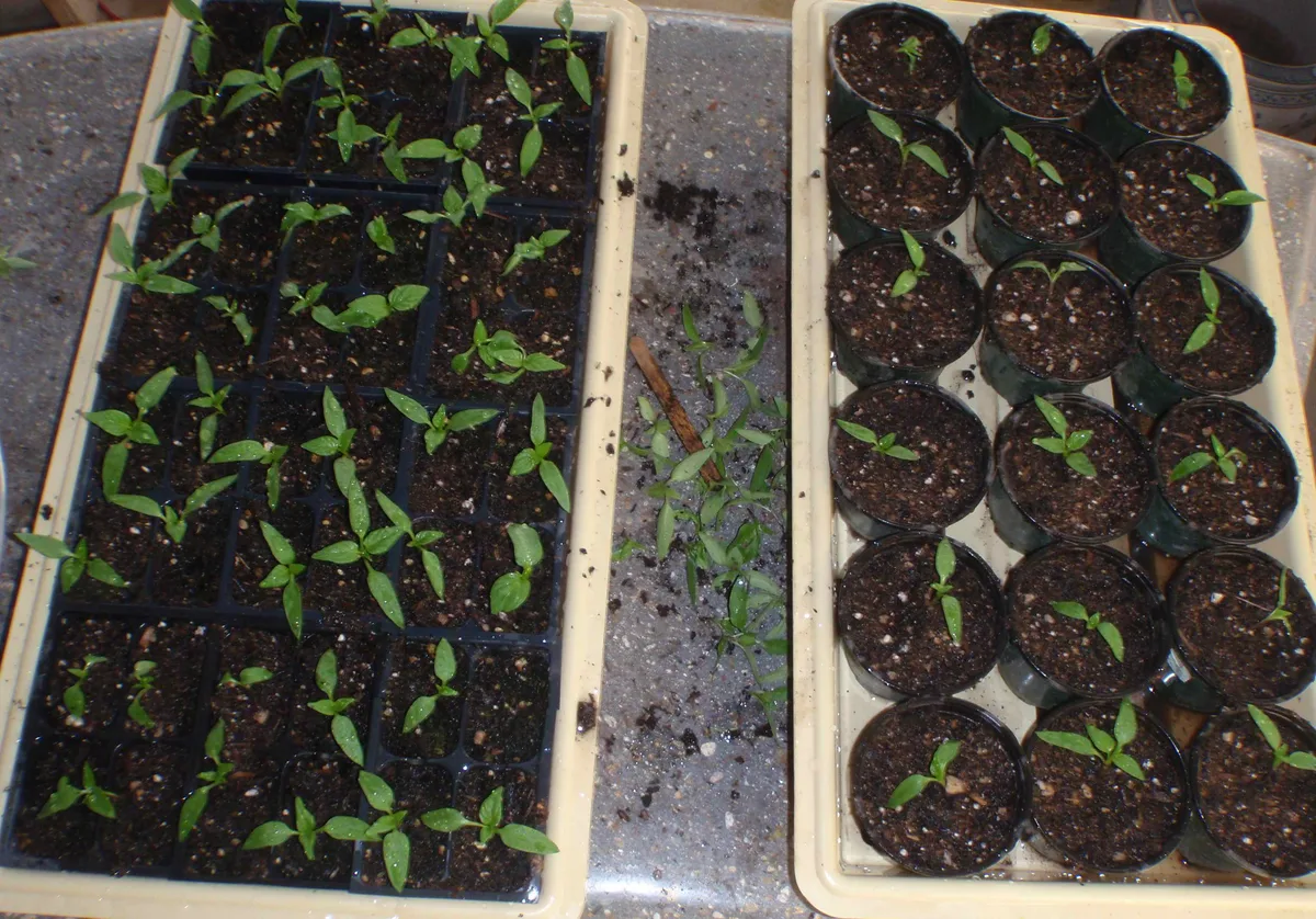 pepper seedlings