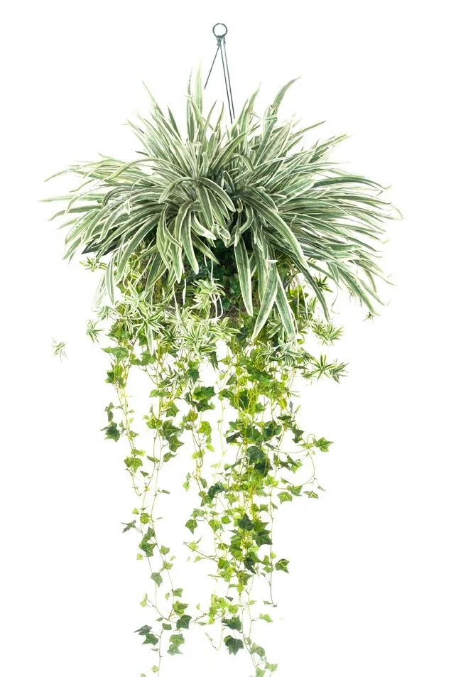 pet safe air purifying plants