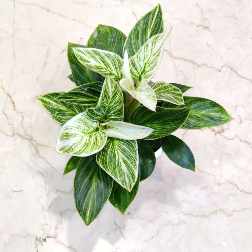 philodendron birkin care