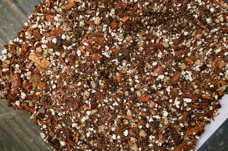 philodendron birkin soil mix