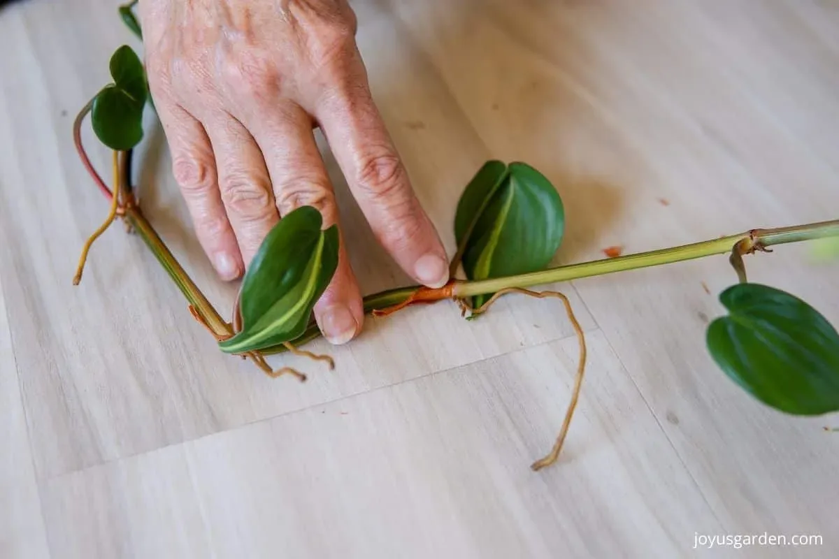 philodendron node propagation