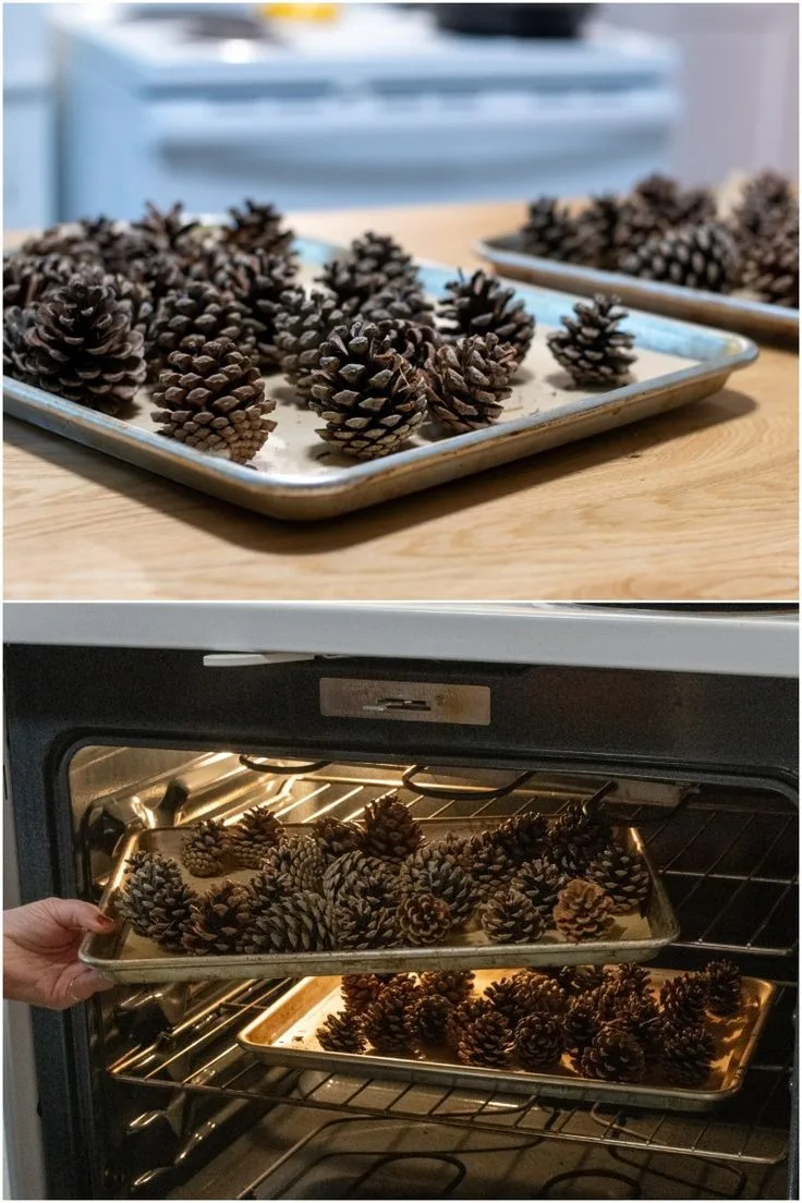 pine cone oven drying