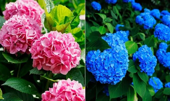 pink hydrangeas