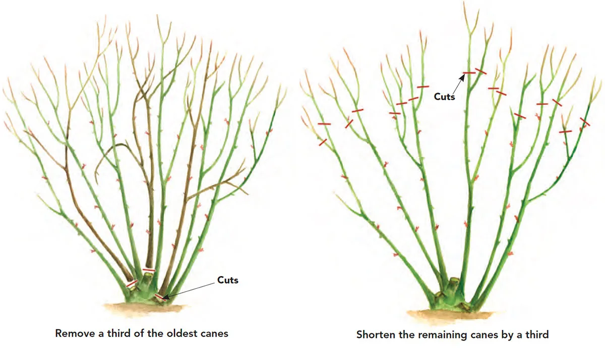 pith test rose cane