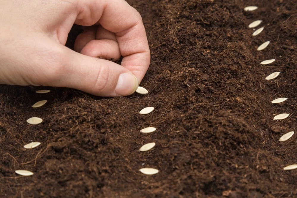 plant cucumber seeds