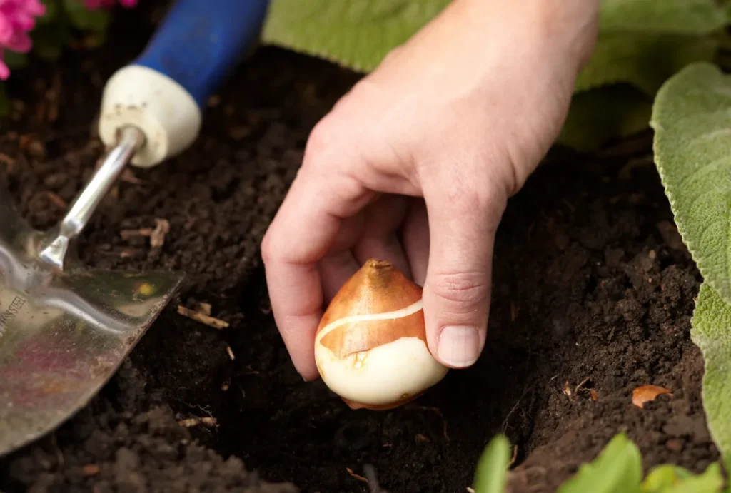plant garden bulbs for spring